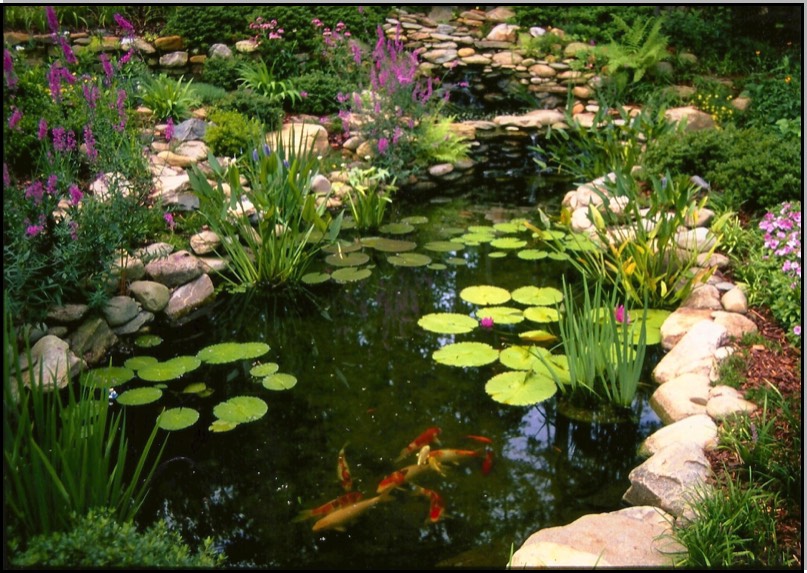 Water Gardens Wildlife habitat